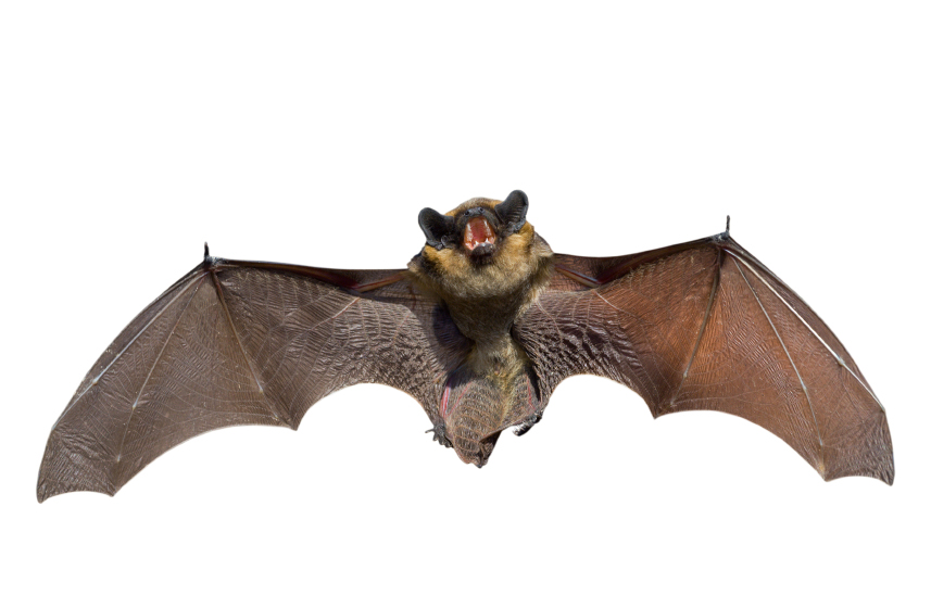 bats bats