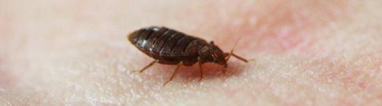Killing bed bugs