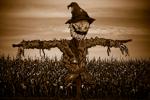 scarecrow, batman begins, bataman sequel