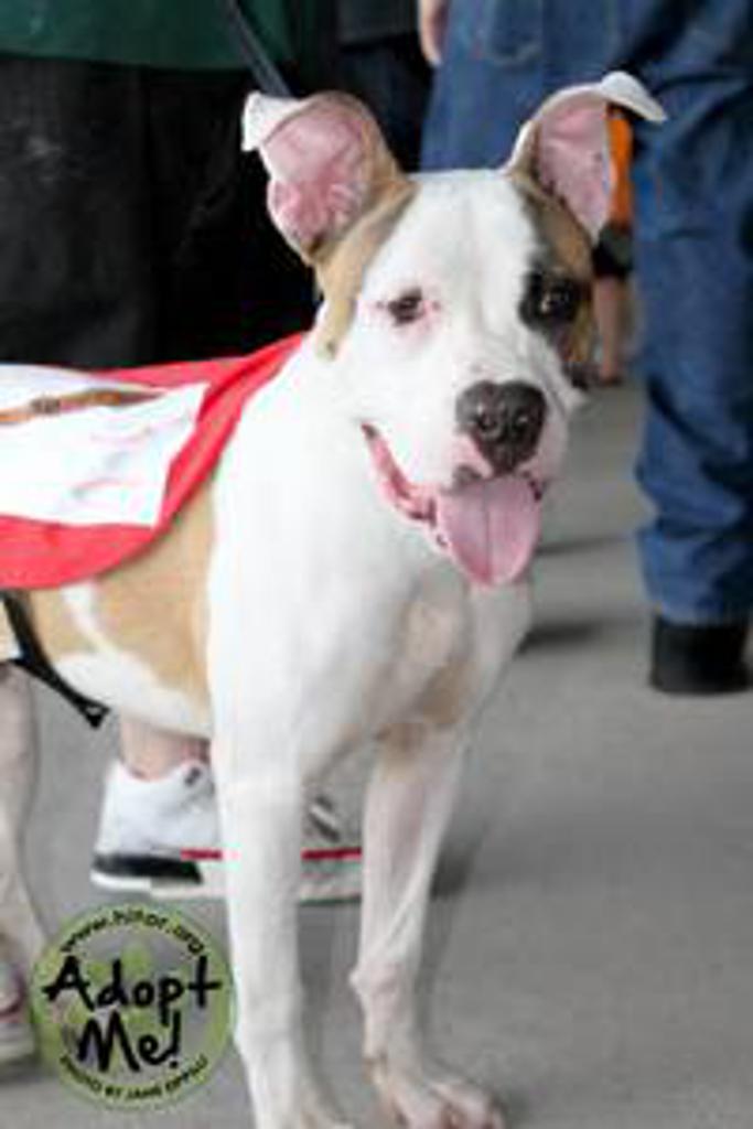 Photos NY Boulders Baseball photos-ny-boulders-baseball